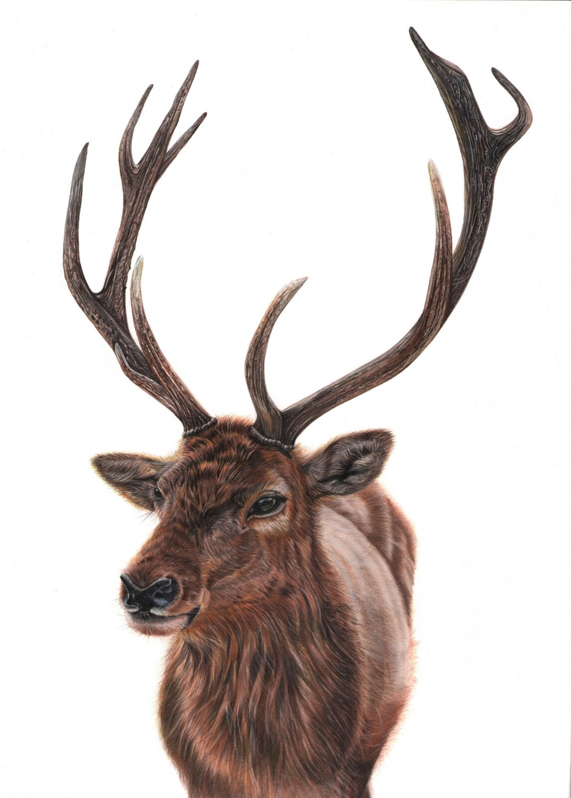 Majestic Stag