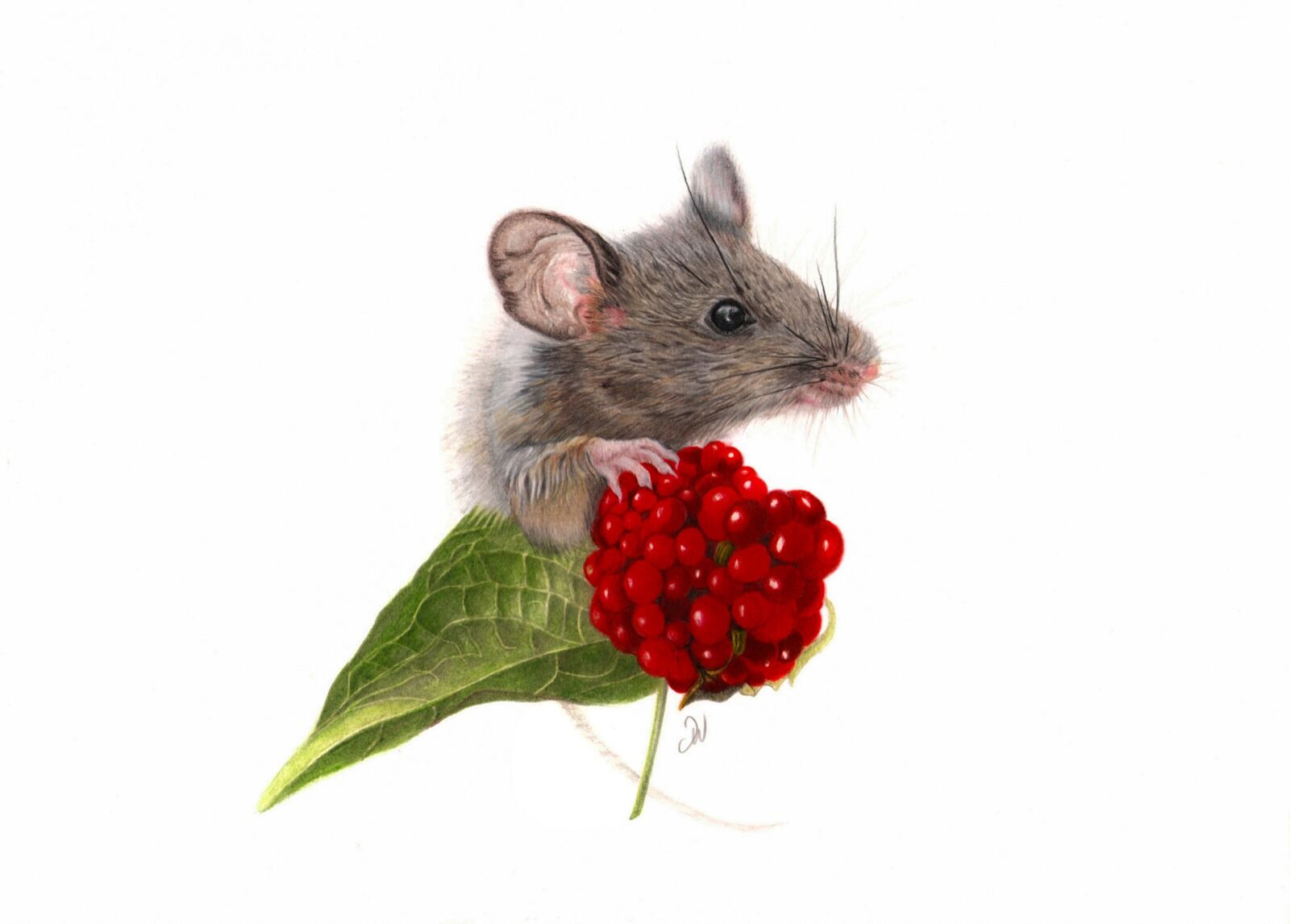 Wee Mouse with a Giant Berry