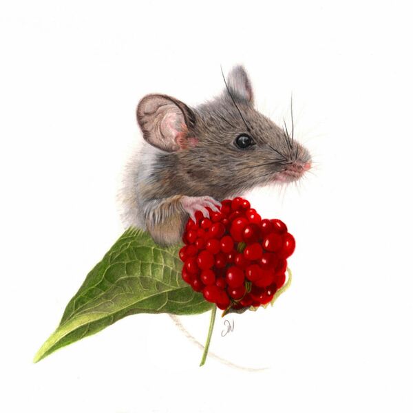 Wee Mouse with a Giant Berry