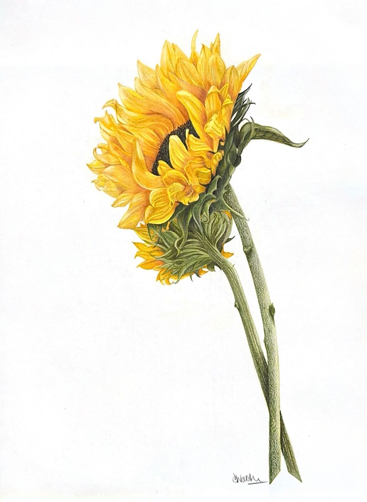 Sunny Sunflowers