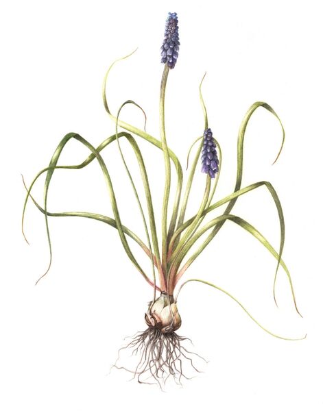 Grape Hyacinth Illustration