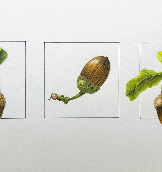 Acorn Triptych