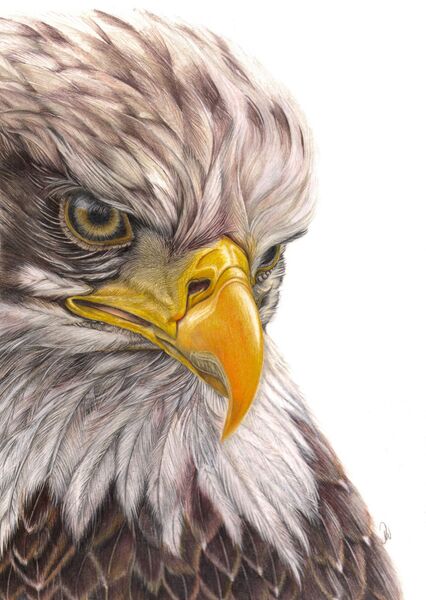 Bald Headed Eagle Portrait