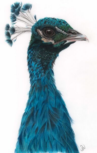 Peacock Portrait