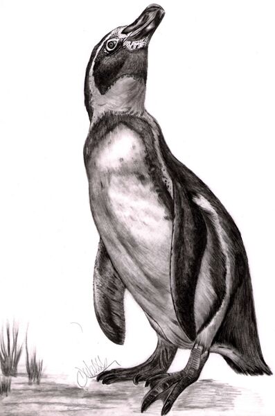 What's up there Penguin