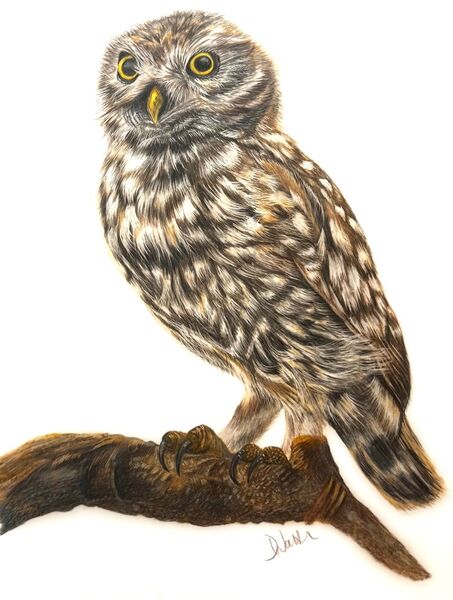 Little Owl Portrait