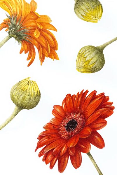 Gerbera Contemporary Composition