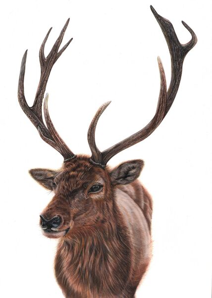 Majestic Stag