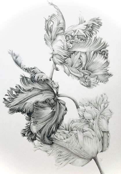 Parrot Tulips in Graphite