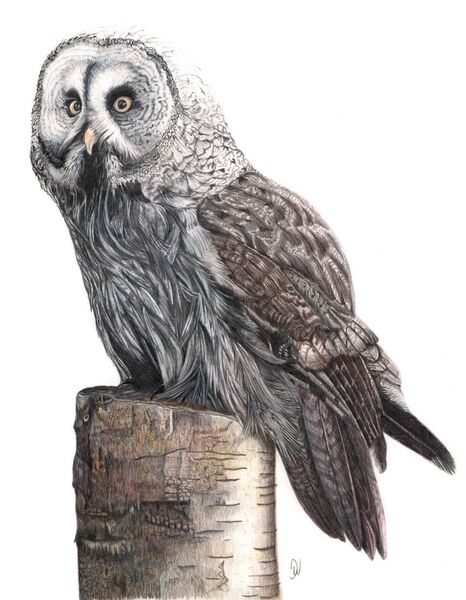 Great Grey Owl Portrait