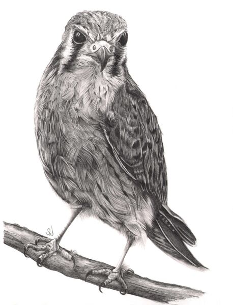 Graphite Illustrations