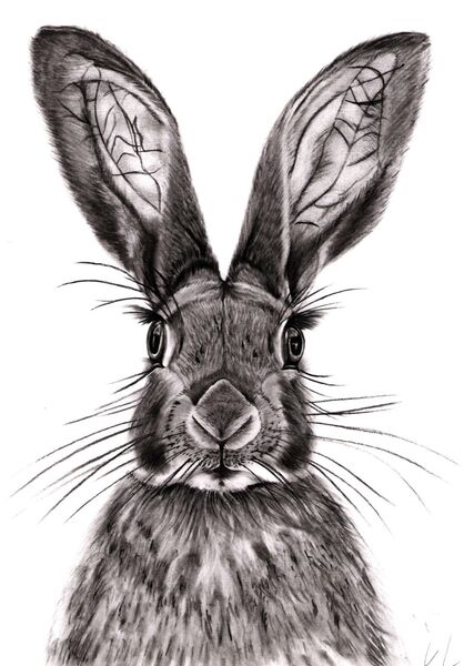 Hare's Looking at you