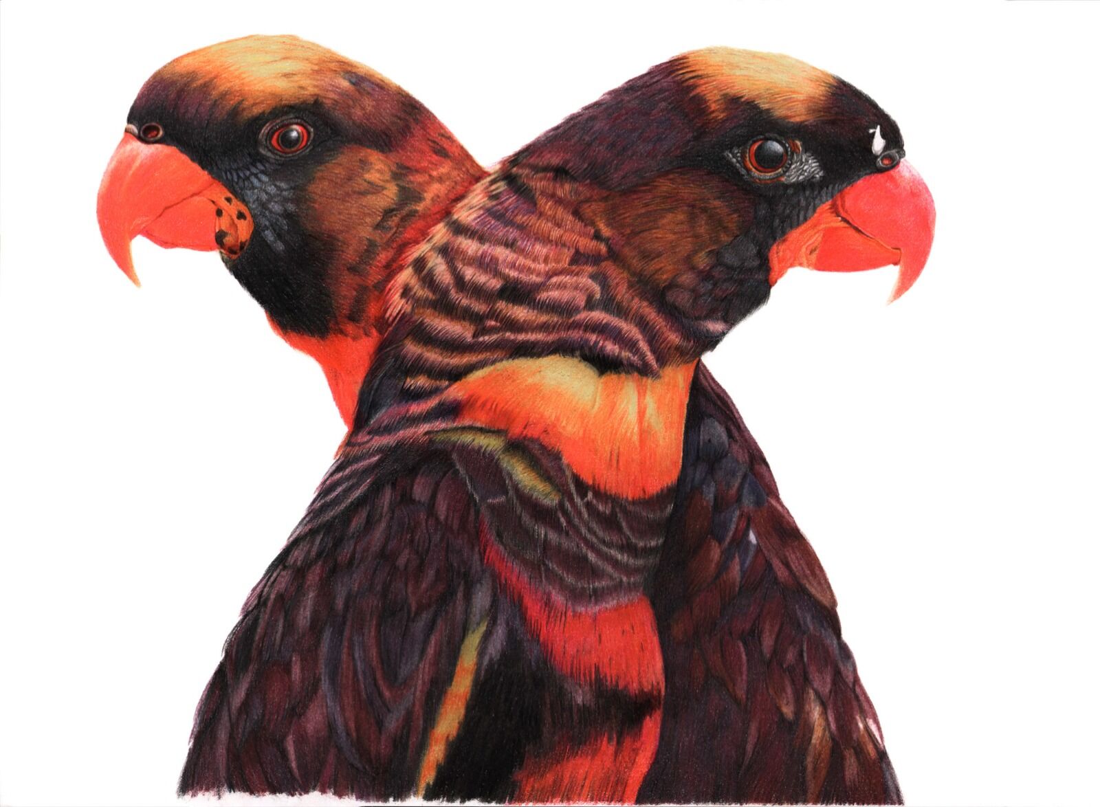 Dusky Lory Duo