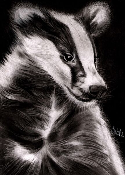 All about the Badger