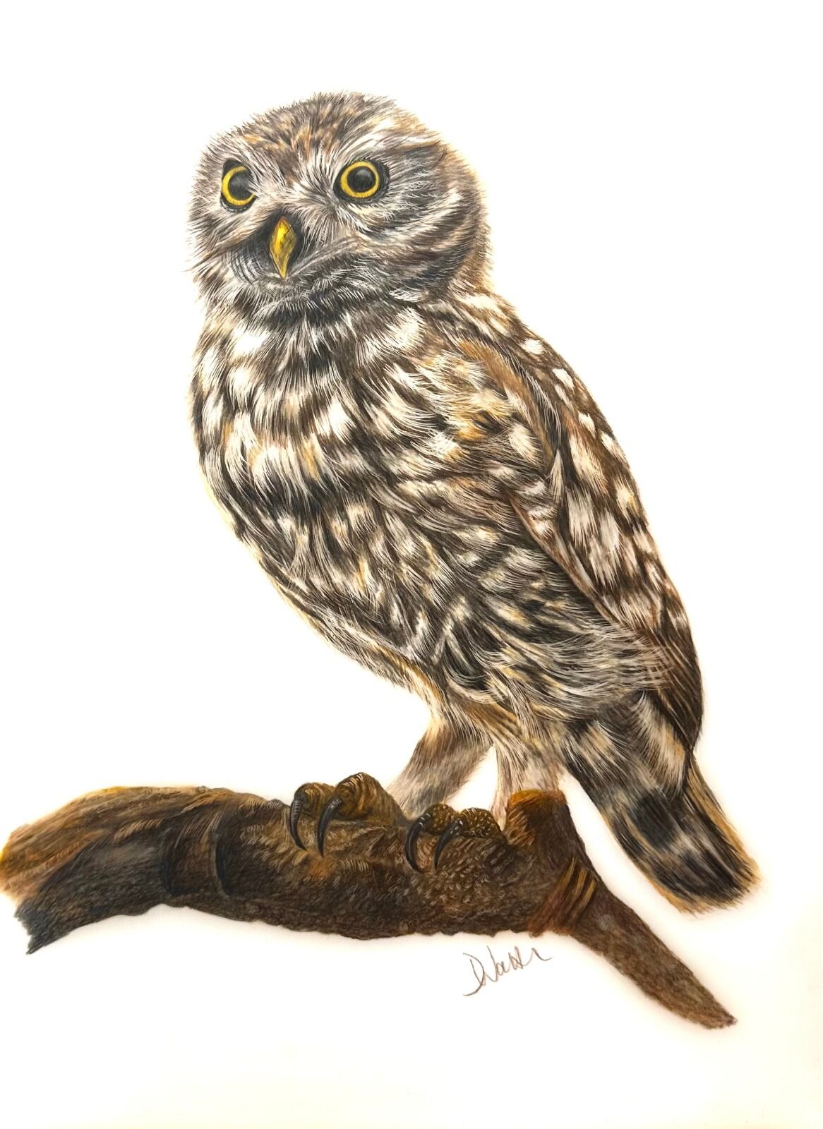 Little Owl Portrait