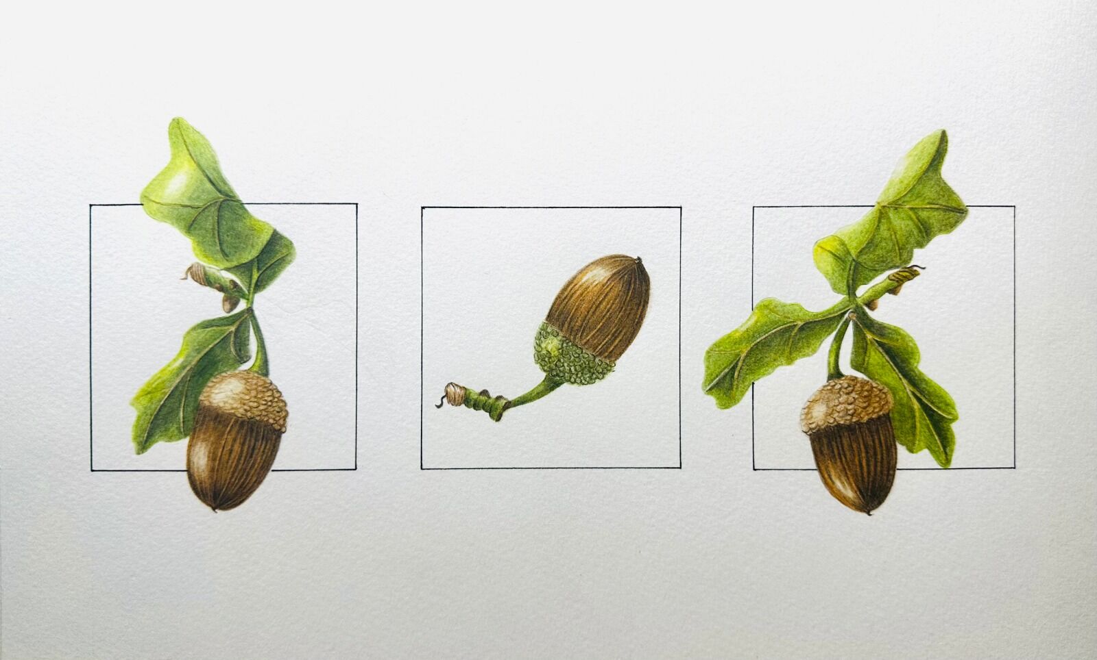 Acorn Triptych