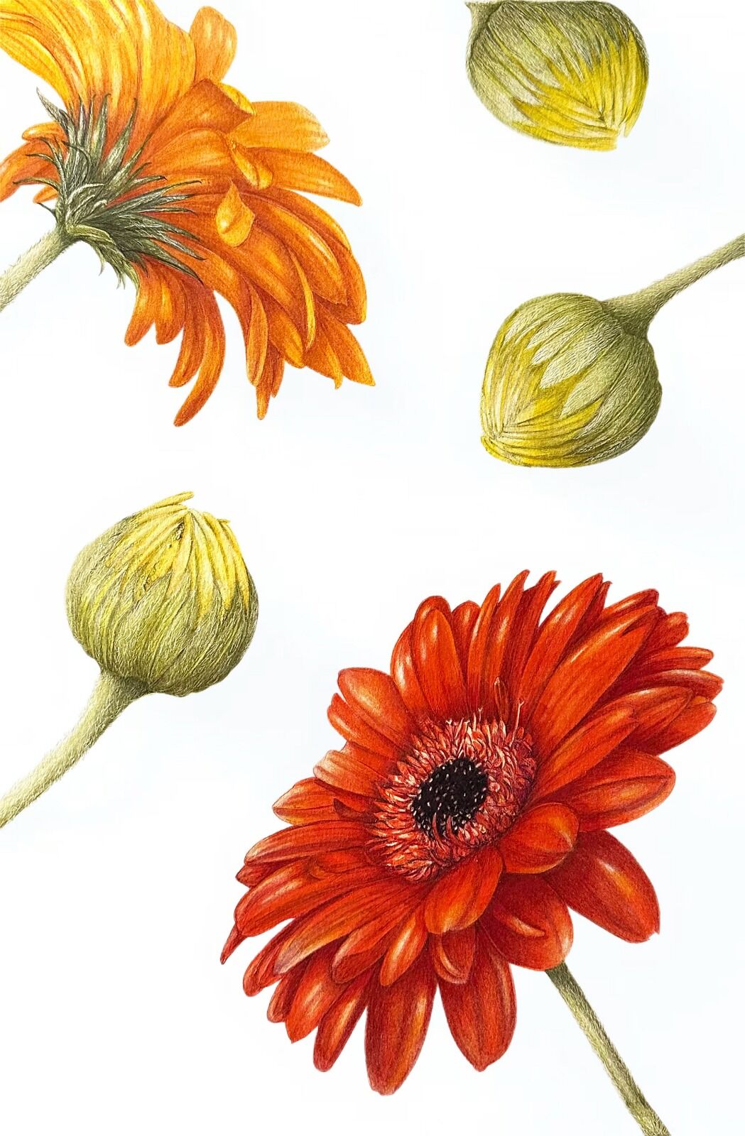 Gerbera Contemporary Composition