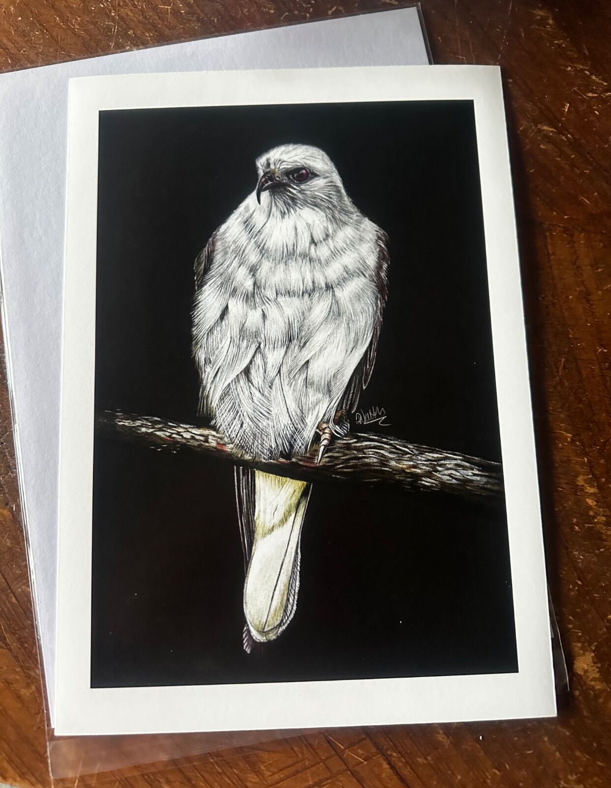 Black Shouldered Kite Giclee Print