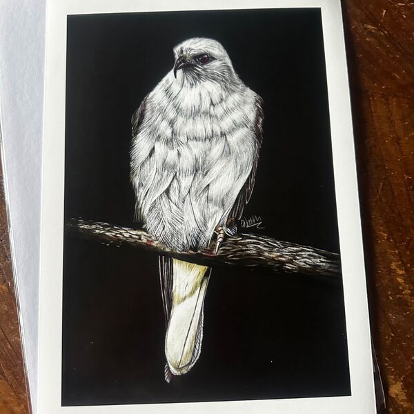 Black Shouldered Kite Giclee Print
