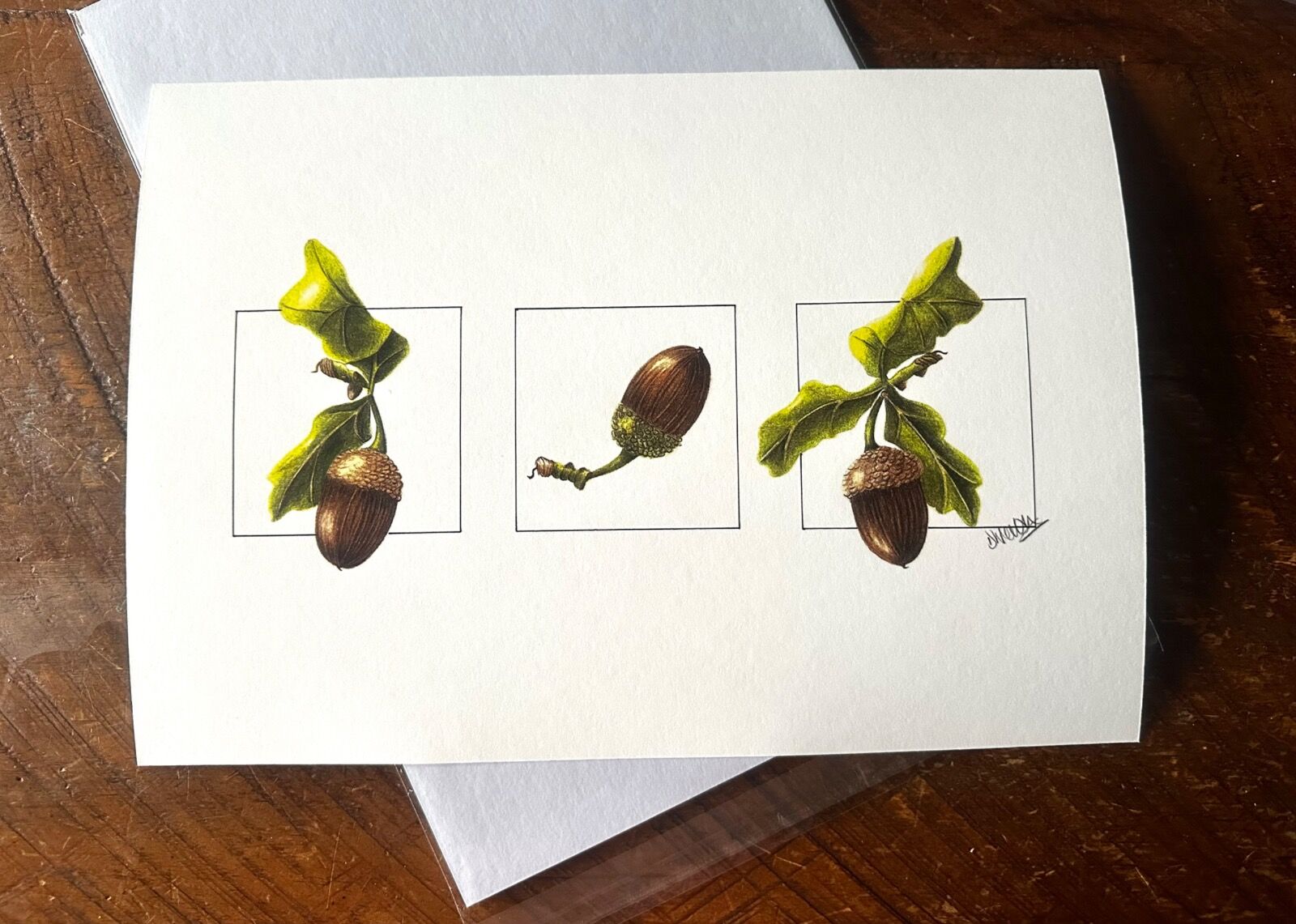 Acorn Trio Giclee Print