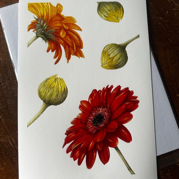 Gerbera Giclee Print