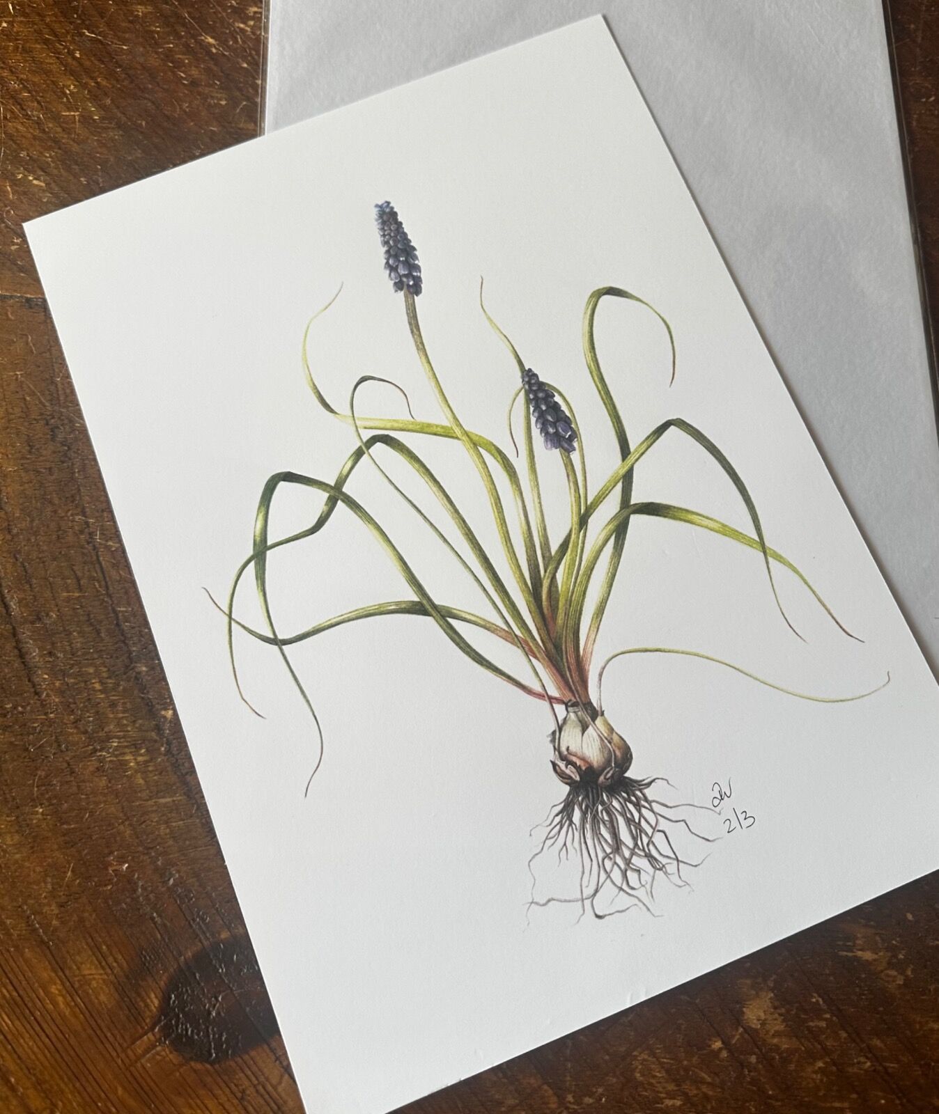 Grape Hyacinth Giclee Art