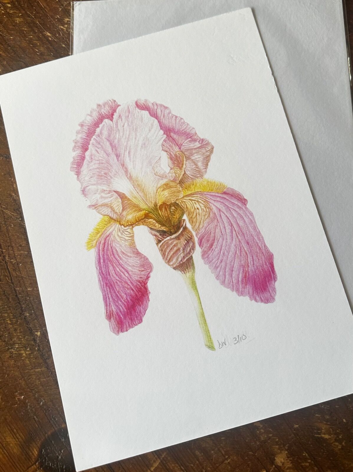 Pink Iris Giclee Print