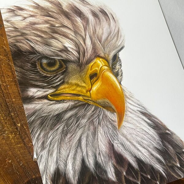 Bald Eagle Giclee Print
