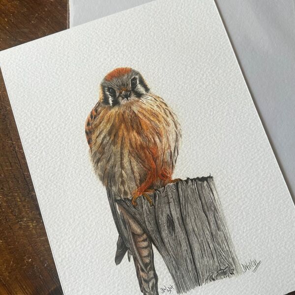Kestrel Giclee Print