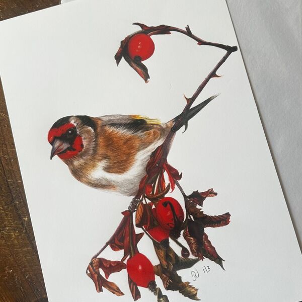 Goldfinch Giclee Print