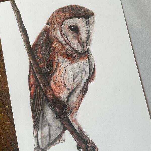 Barn Owl Giclee Print