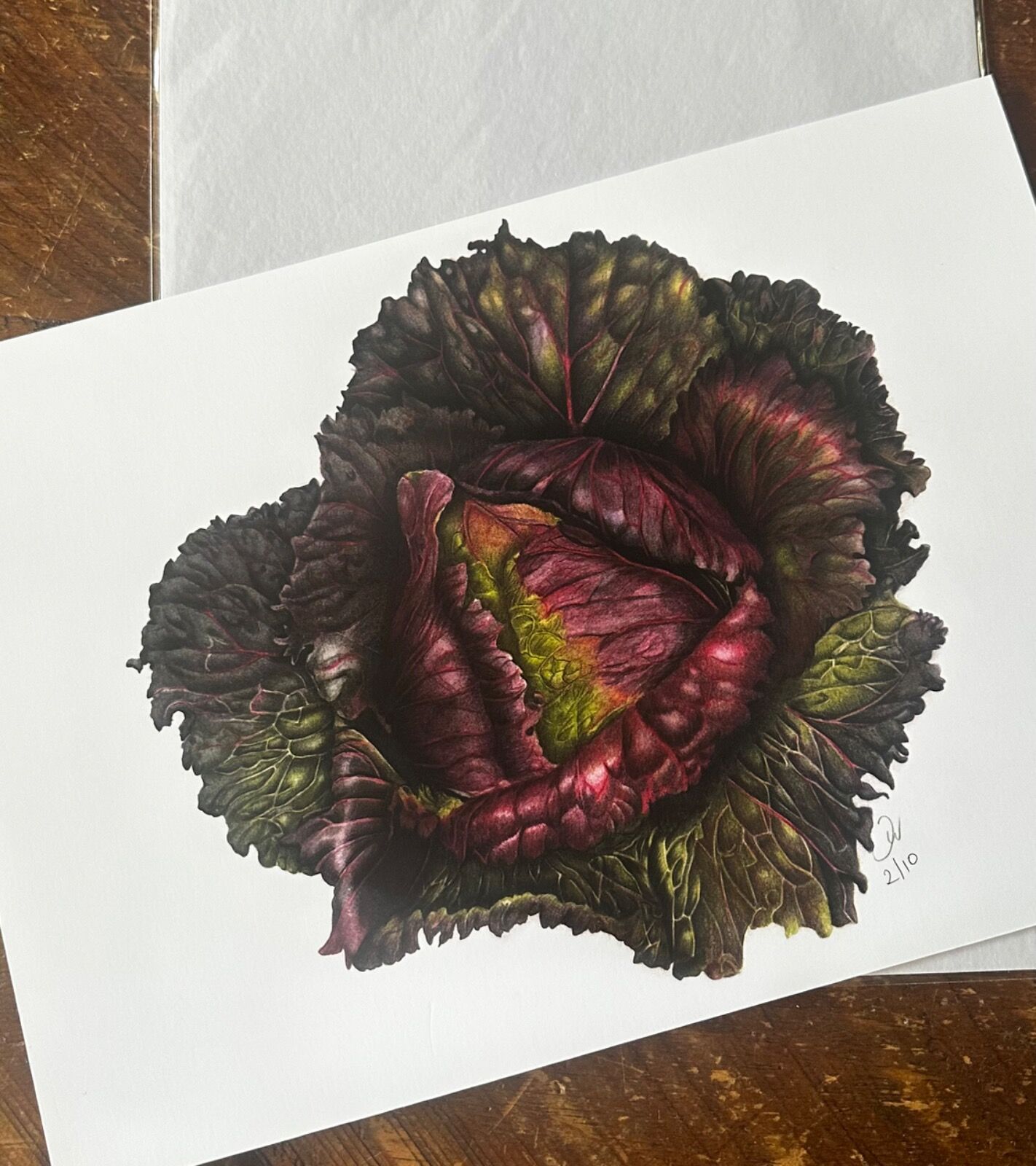 King January Cabbage Giclee Print
