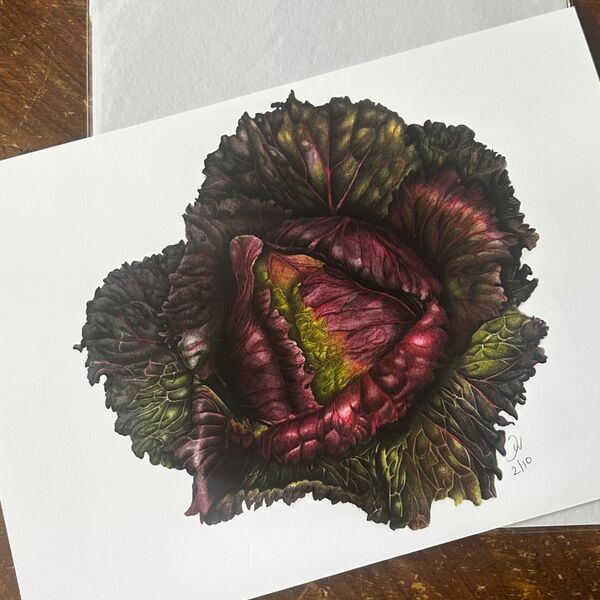 King January Cabbage Giclee Print