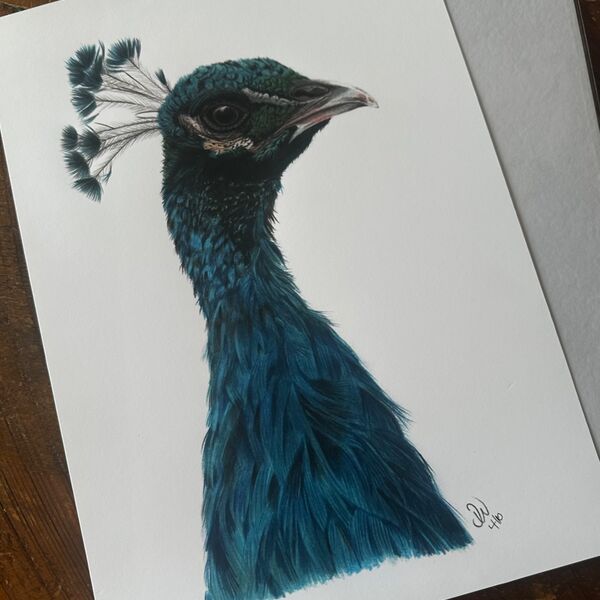 Peacock Portrait Giclee Print