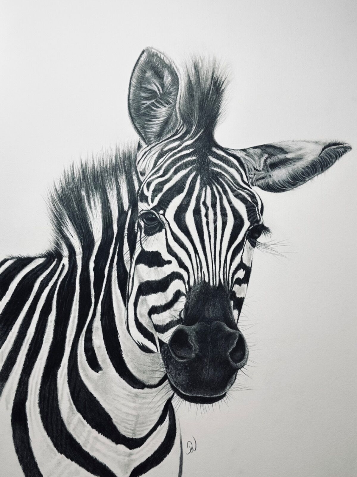 Monochrome Zebra Portrait