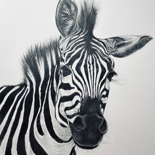 Monochrome Zebra Portrait