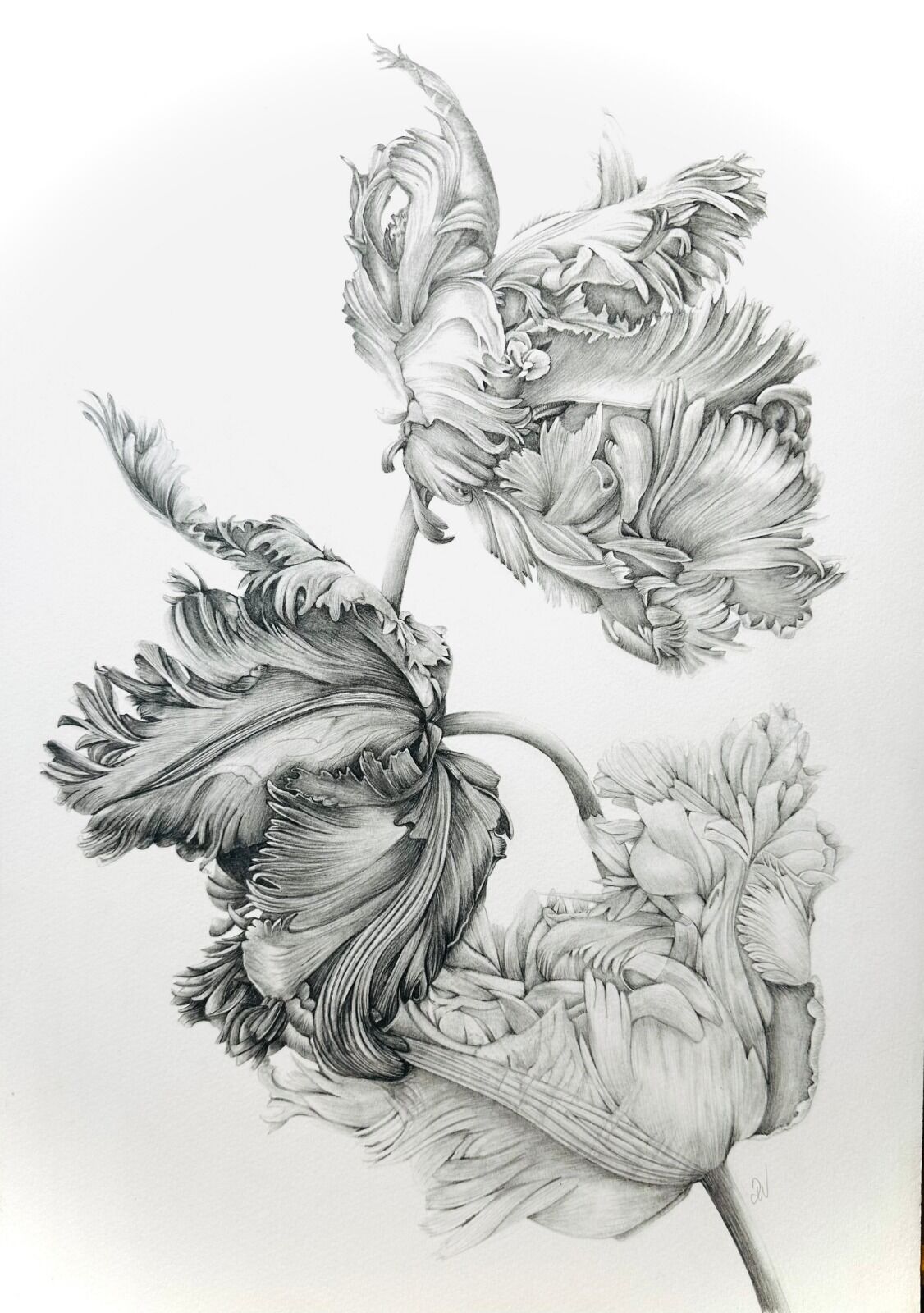 Parrot Tulips in Graphite
