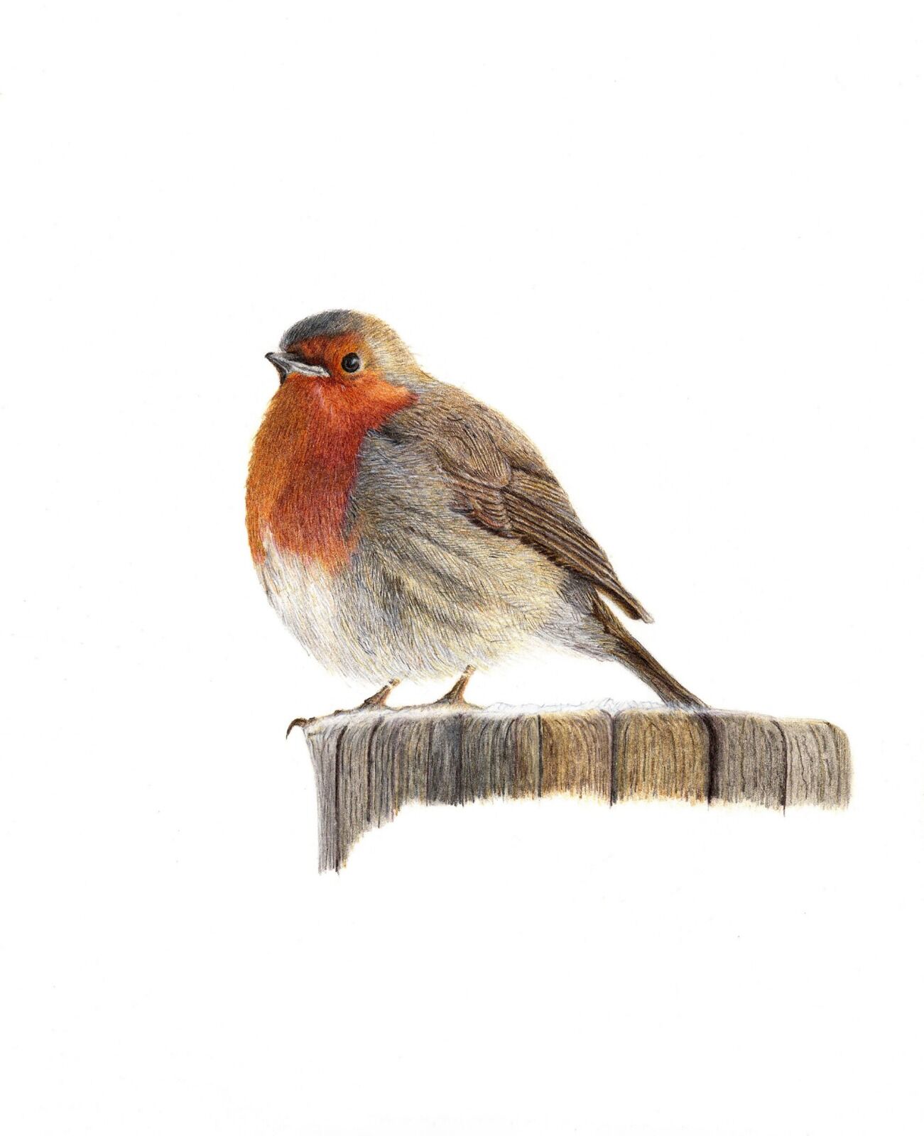 Little Red Robin