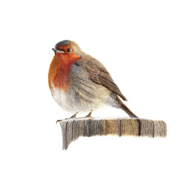 Little Red Robin