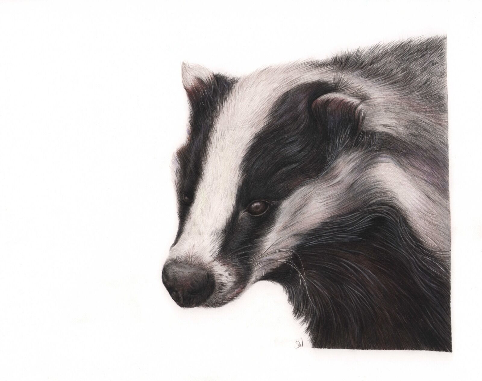 Badger Portrait