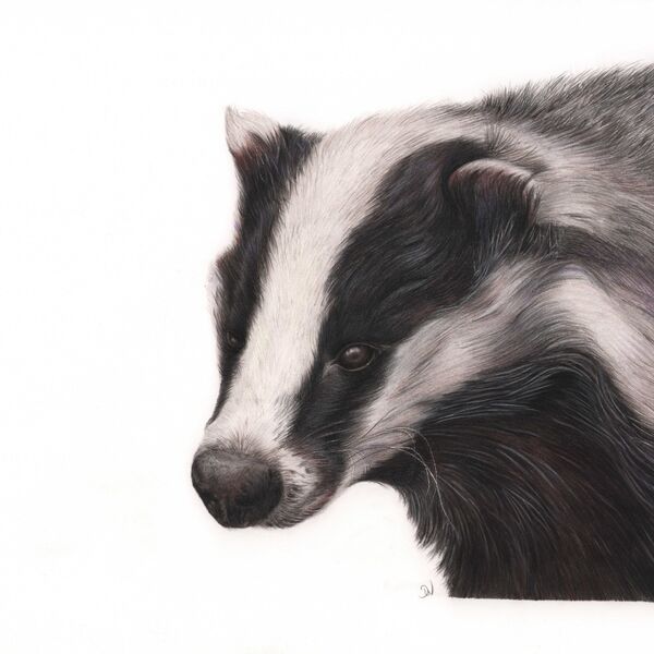 Badger Portrait
