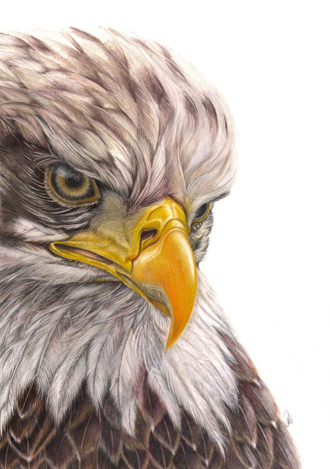 Bald Headed Eagle Portrait