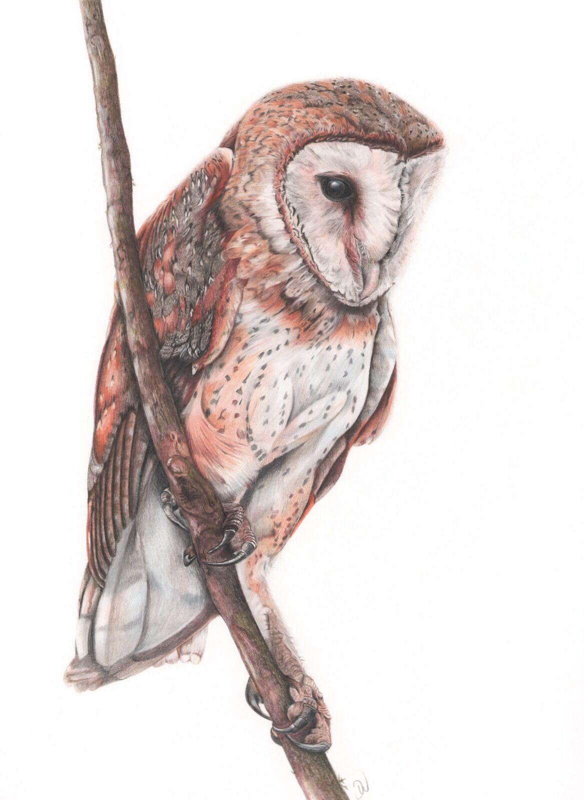 Barn Owl Portrait
