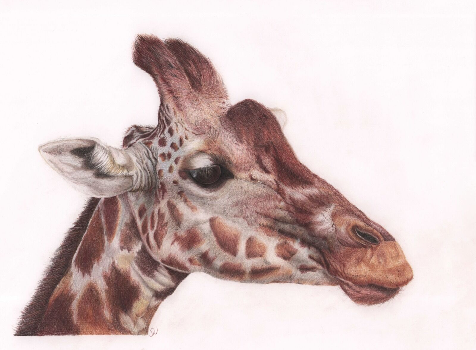 Giraffe Portrait