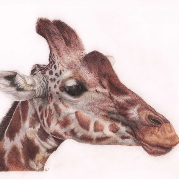 Giraffe Portrait