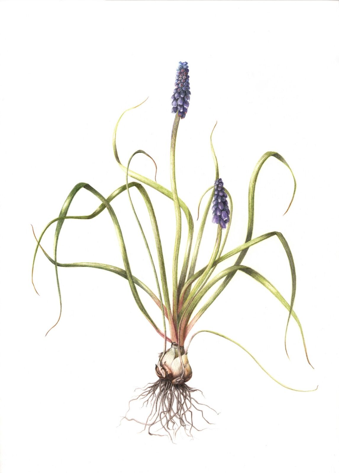 Grape Hyacinth Illustration