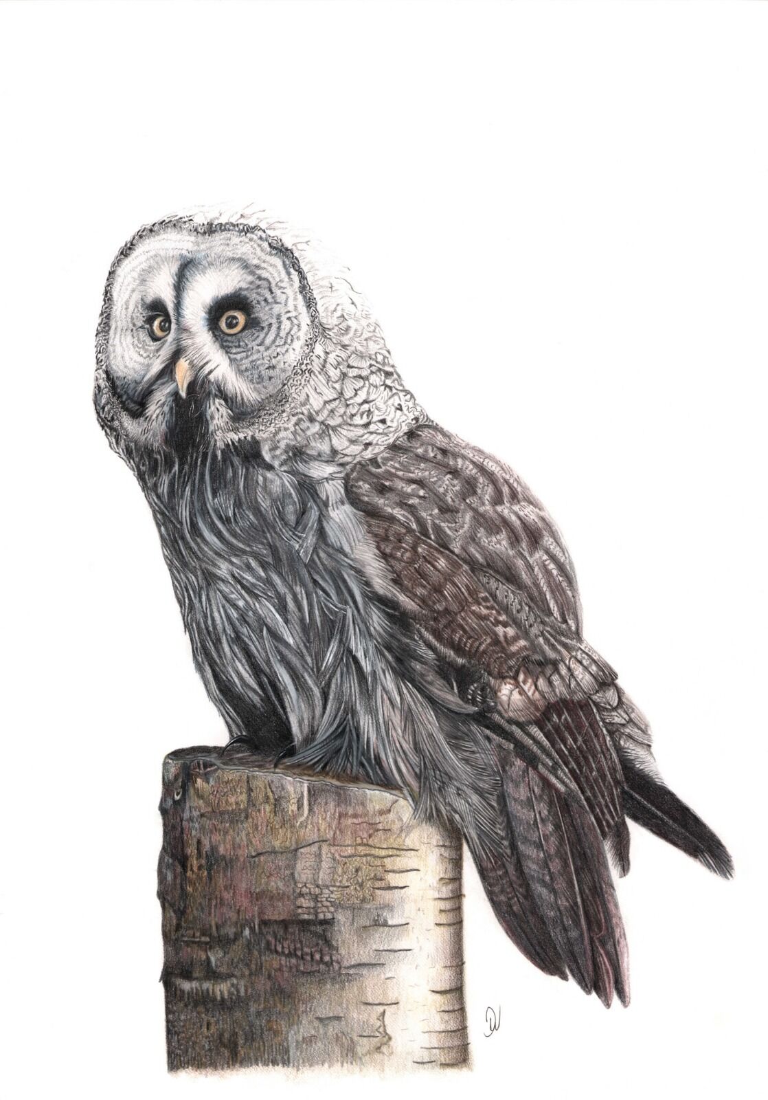Great Grey Owl Portrait