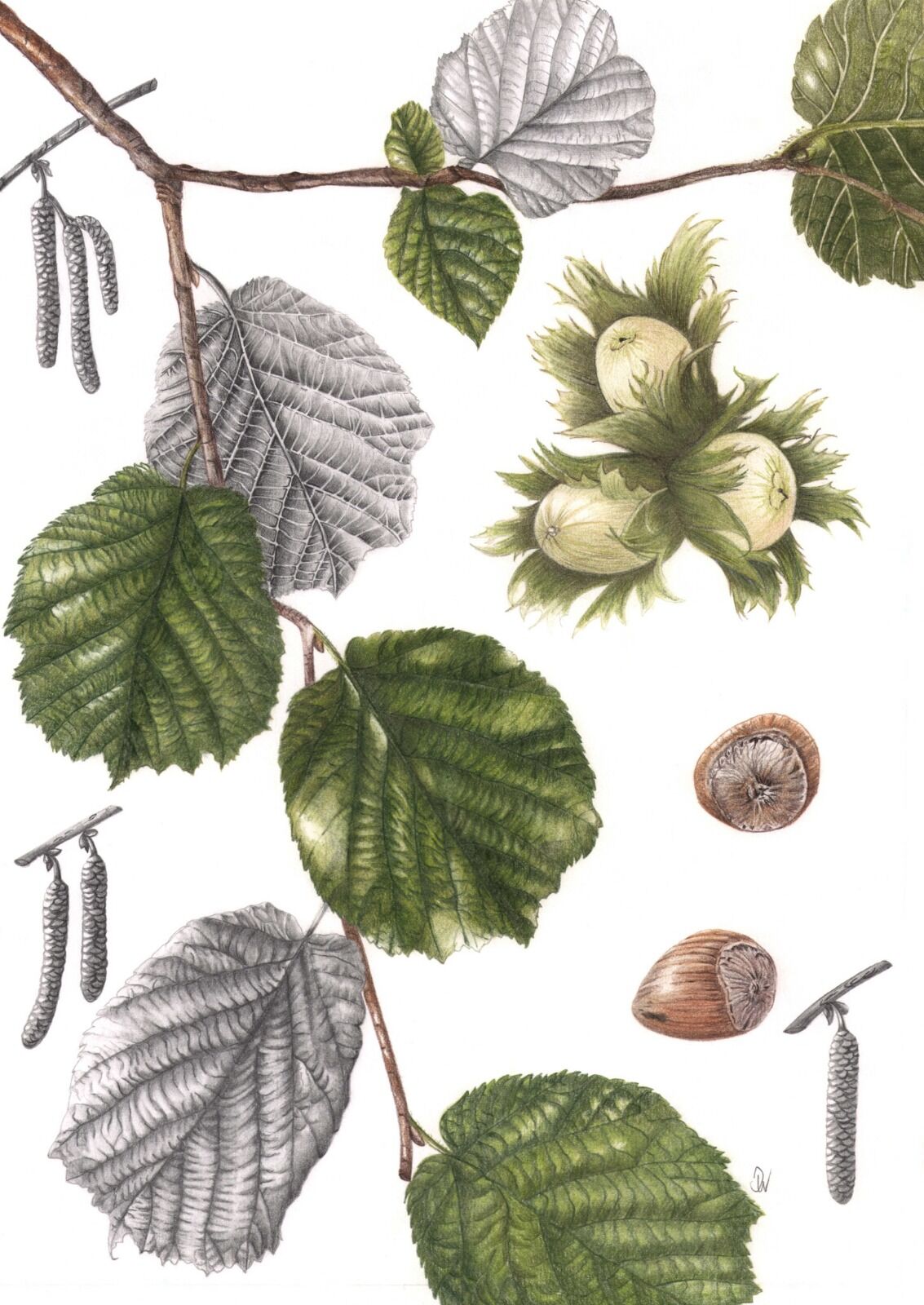 Hazel Illustration