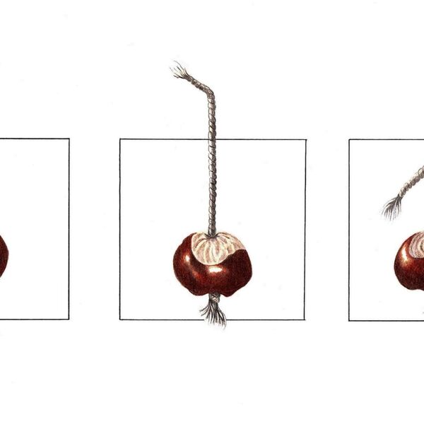 Conker Triptych