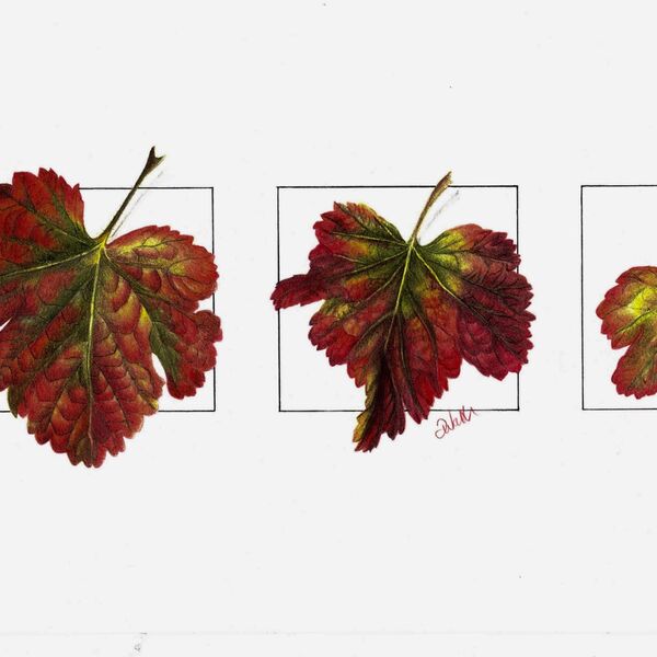 Autumn Leaves Triptych
